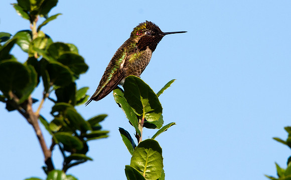 Anna's hummingbird
