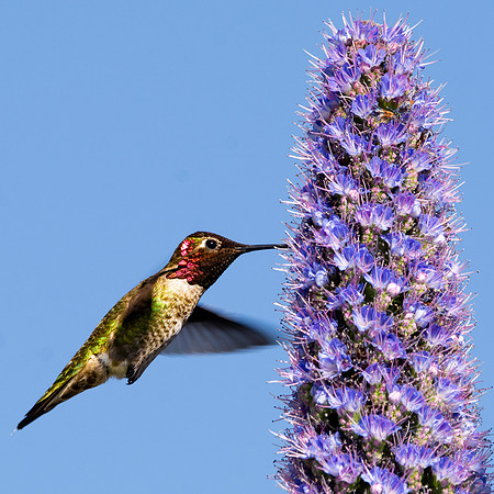 Anna's hummingbird