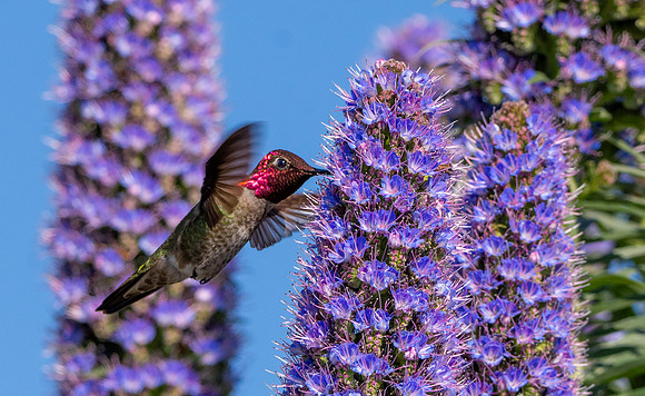 Anna's hummingbird