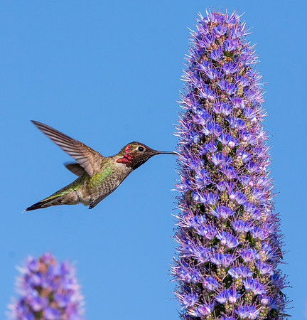 Anna's hummingbird