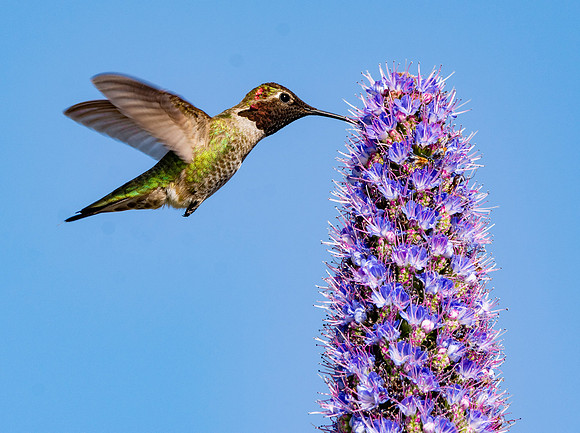 Anna's hummingbird