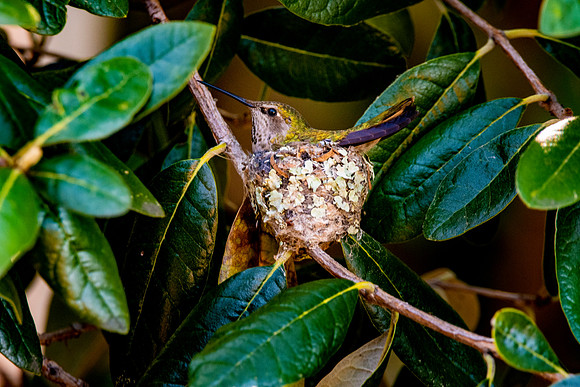 Anna's hummingbird