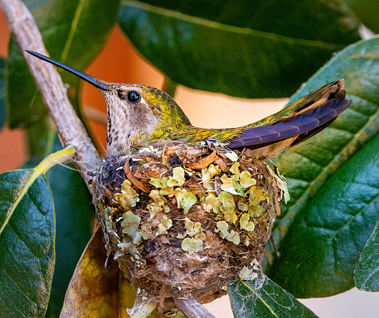 Anna's hummingbird