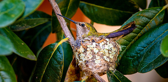 Anna's hummingbird