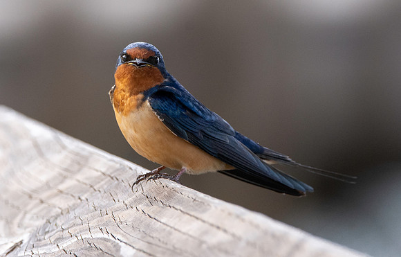 Barn swallow
