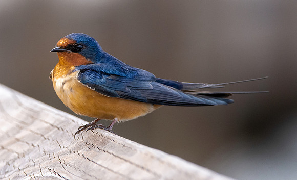 Barn swallow