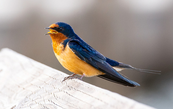 Barn swallow