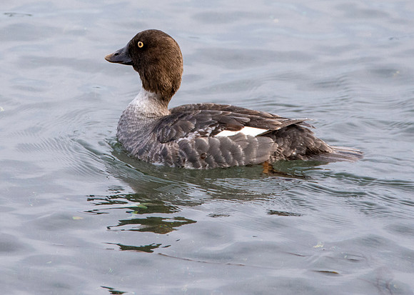 Barrow's goldeneye
