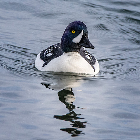 Barrow's goldeneye