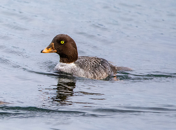 Barrow's goldeneye