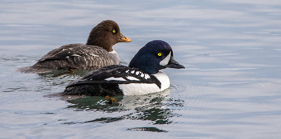 Barrow's goldeneye