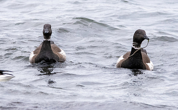 Black brant goose - pacific
