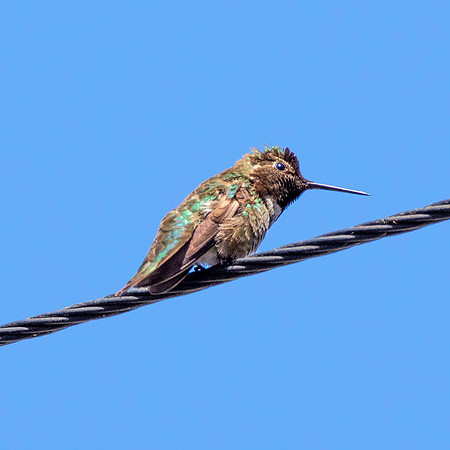 Black chinned hummingbird