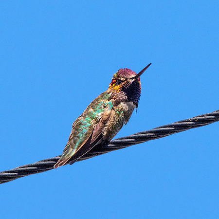 Black chinned hummingbird