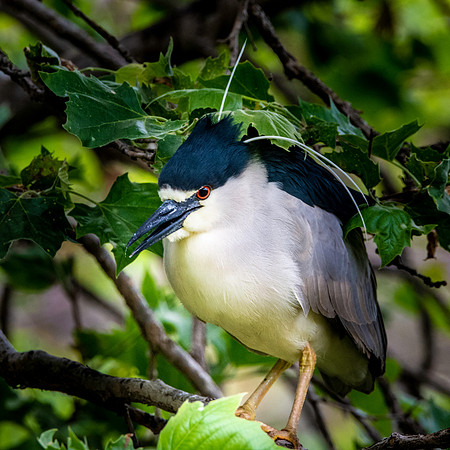 Black crowned night heron