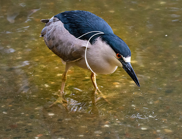 Black crowned night heron