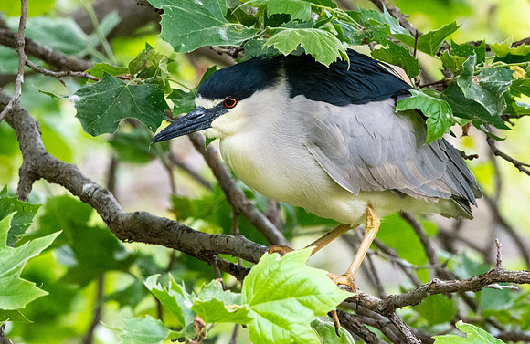 Black crowned night heron