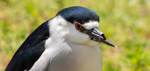 Black crowned night heron