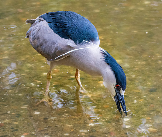 Black crowned night heron