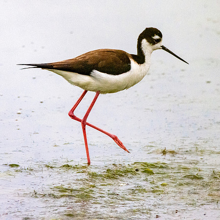 Black necked stilt