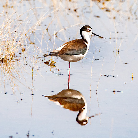 Black necked stilt