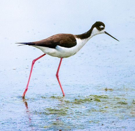 Black necked stilt