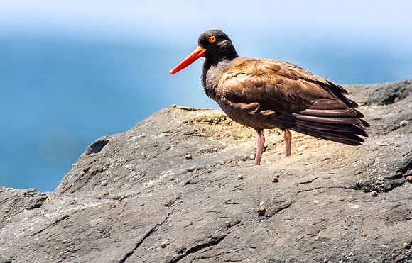 Black oystercatcher