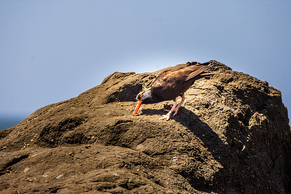 Black oystercatcher