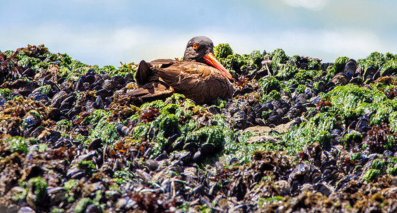Black oystercatcher