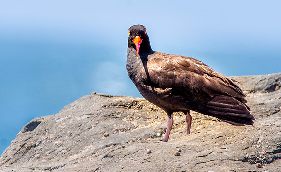 Black oystercatcher