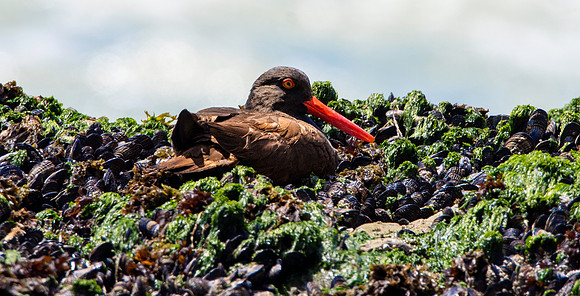 Black oystercatcher