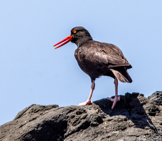 Black oystercatcher