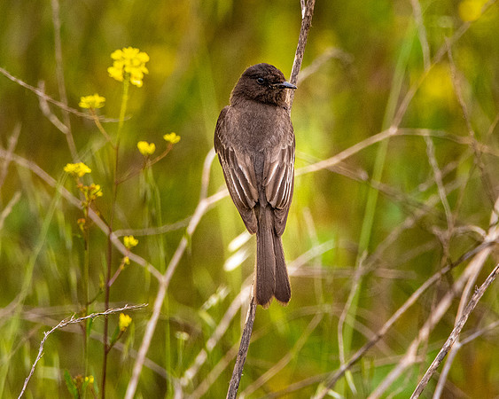 Black Phoebe flycatcher
