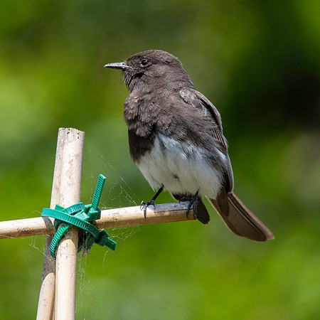 Black Phoebe flycatcher