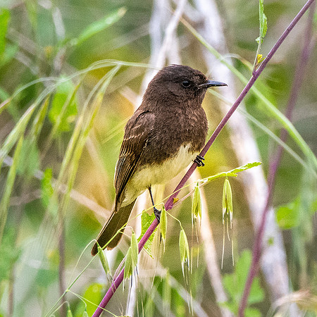 Black Phoebe flycatcher