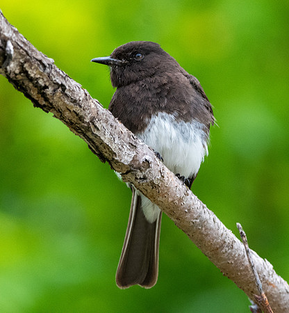 Black Phoebe flycatcher