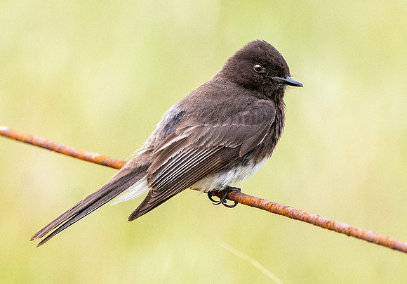 Black Phoebe flycatcher