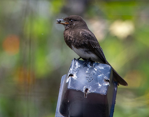 Black Phoebe flycatcher