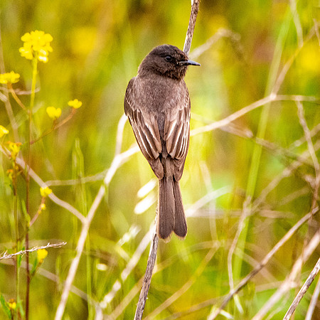Black Phoebe flycatcher