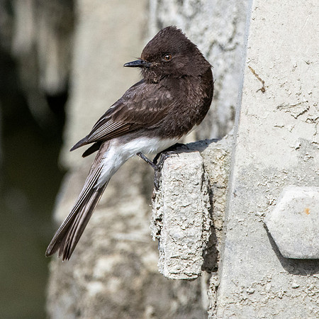 Black Phoebe flycatcher