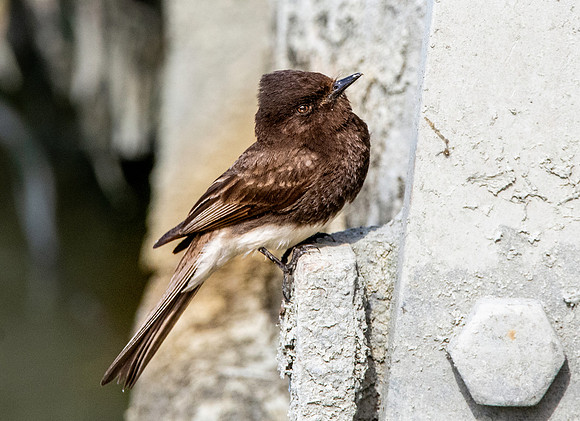 Black Phoebe flycatcher