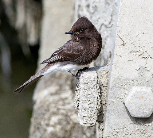 Black Phoebe flycatcher