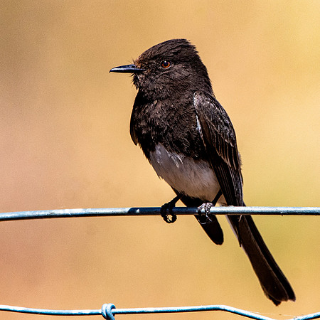 Black Phoebe flycatcher