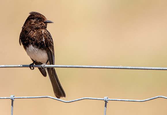 Black Phoebe flycatcher
