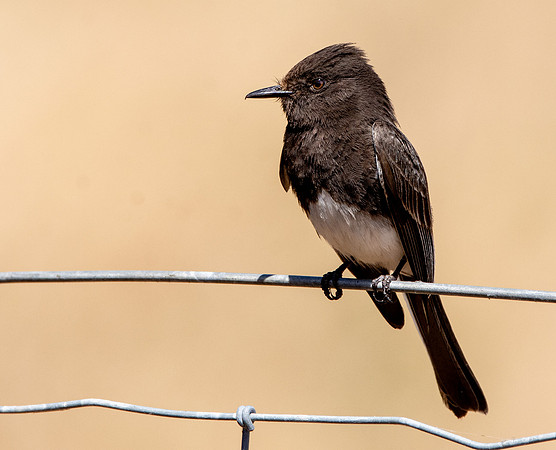 Black Phoebe flycatcher