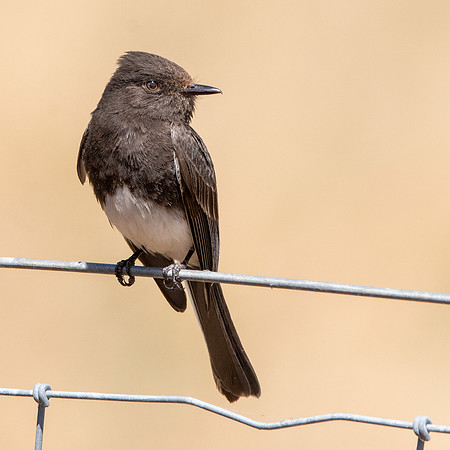 Black Phoebe flycatcher