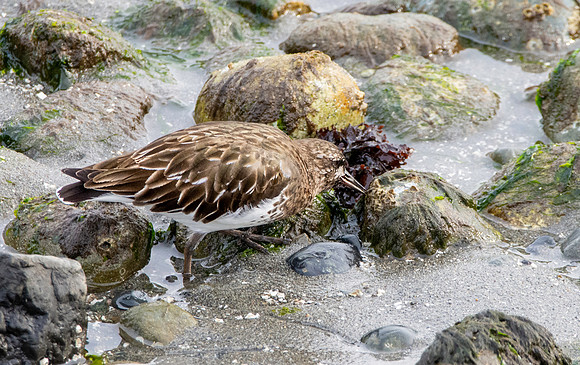 Black turnstone
