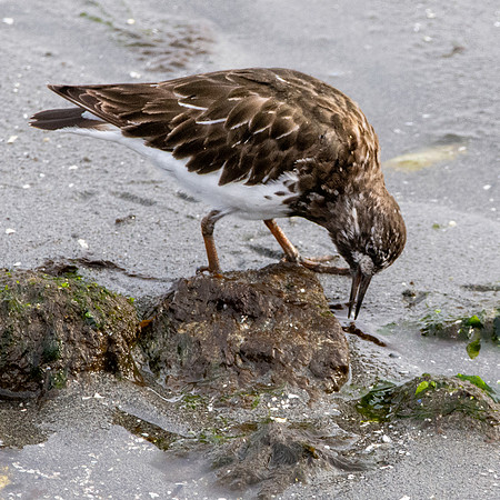 Black turnstone