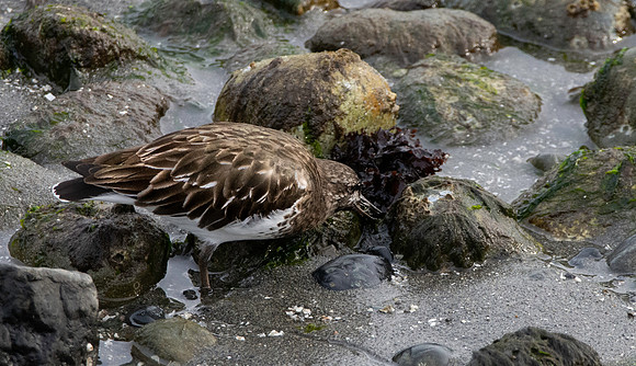 Black turnstone