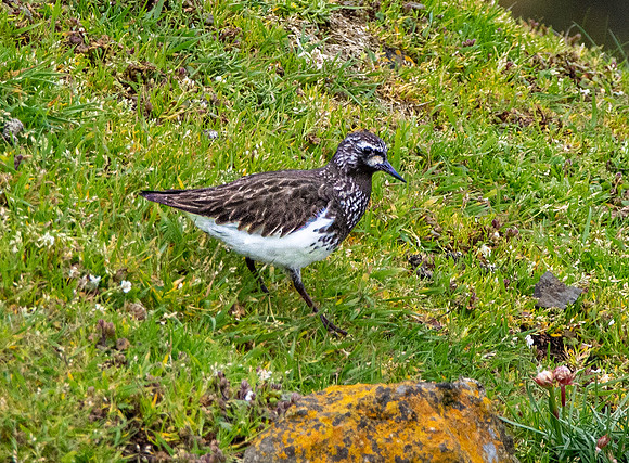 Black turnstone
